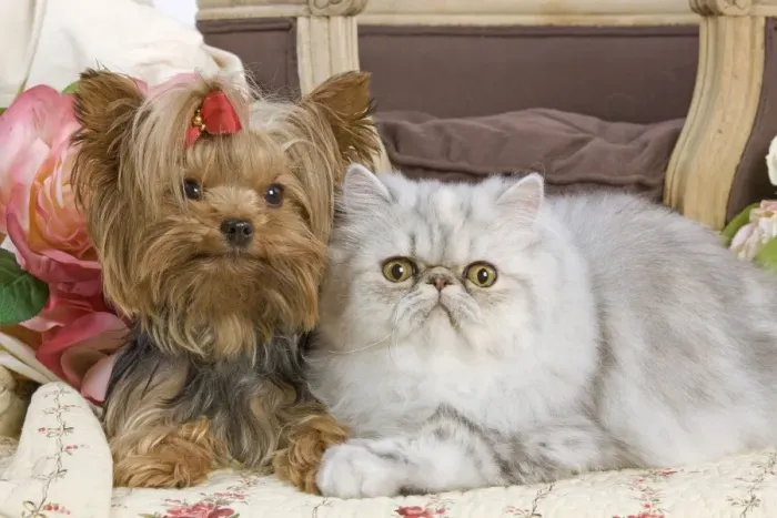 Framed Print : Dog - Yorkshire Terrier and Persian Cat Framed Print : Dog - Yorkshire Terrier and Persian Cat