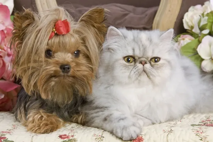 Framed Print : Dog - Yorkshire Terrier with Persian cat on floral fabric