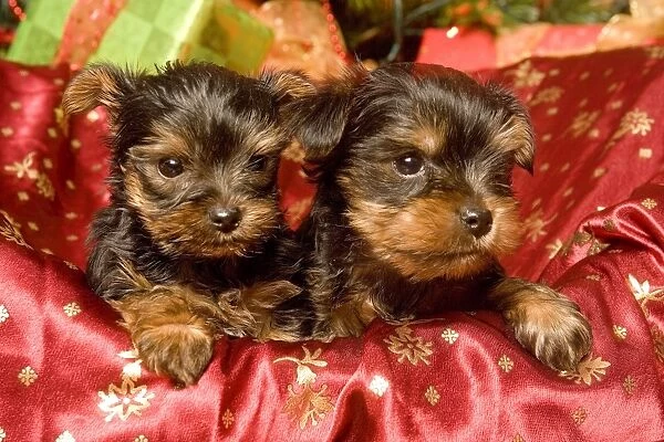 Dog - Yorkshire Terrier puppies with Christmas decorations