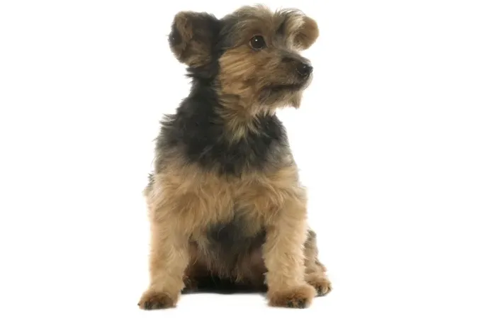 Framed Print : Dog - Yorkshire Terrier puppy Framed Print : Dog - Yorkshire Terrier puppy