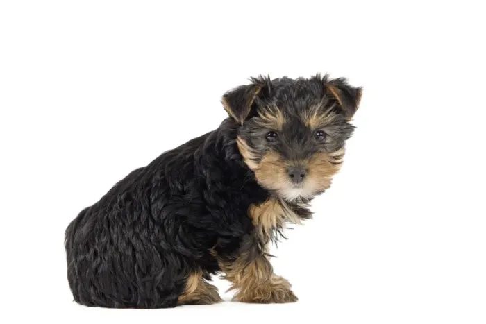 Framed Print : Dog - Yorkshire Terrier puppy Framed Print : Dog - Yorkshire Terrier puppy