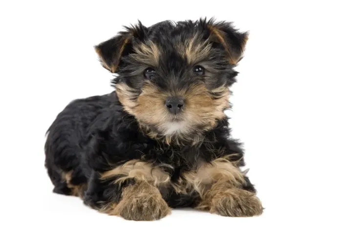 Framed Print : Dog - Yorkshire Terrier puppy Framed Print : Dog - Yorkshire Terrier puppy