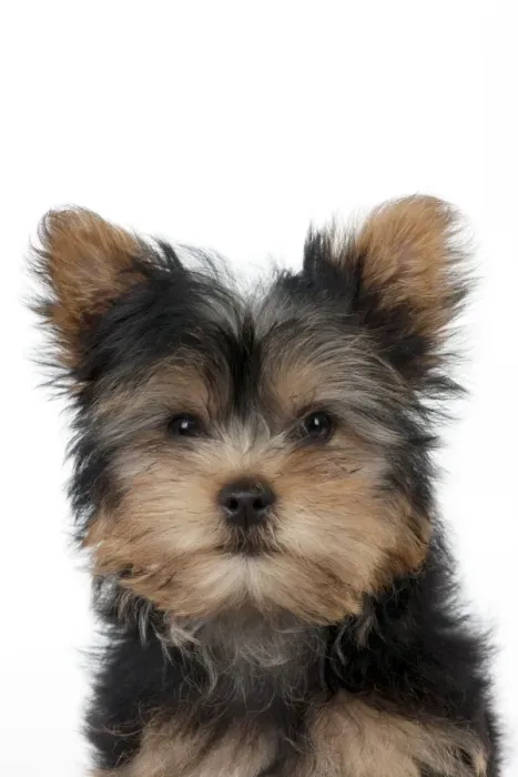Framed Print : DOG - Yorkshire terrier puppy Framed Print : DOG - Yorkshire terrier puppy
