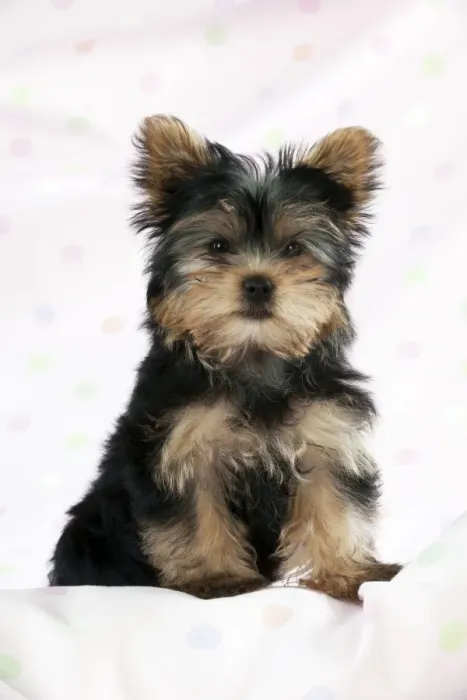 Framed Print : DOG - Yorkshire terrier puppy Framed Print : DOG - Yorkshire terrier puppy