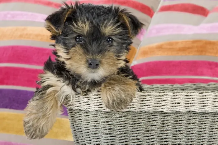 Framed Print : Dog - Yorkshire Terrier puppy - in basket Manipulation: additional cushion added Framed Print : Dog - Yorkshire Terrier puppy - in basket Manipulation: additional cushion added
