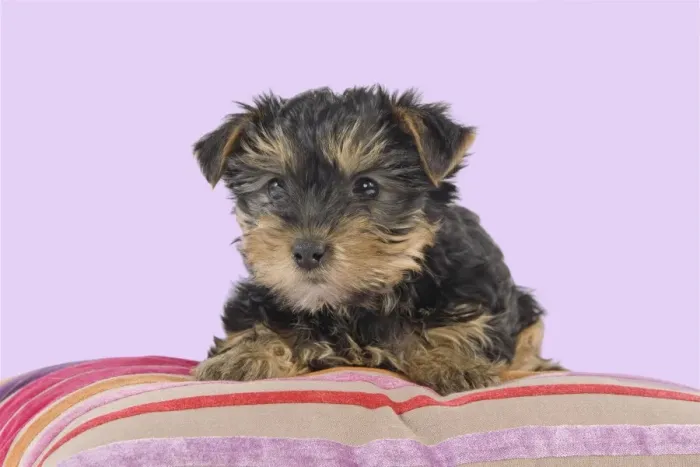Framed Print : Dog - Yorkshire Terrier puppy - on cushion Manipulation: Background Colour changed from white