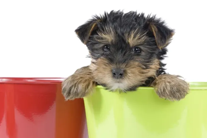 Framed Print : Dog - Yorkshire Terrier puppy - in flowerpot Framed Print : Dog - Yorkshire Terrier puppy - in flowerpot