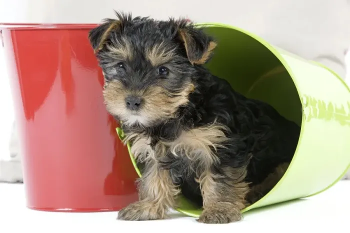 Framed Print : Dog - Yorkshire Terrier puppy - in flowerpot Framed Print : Dog - Yorkshire Terrier puppy - in flowerpot