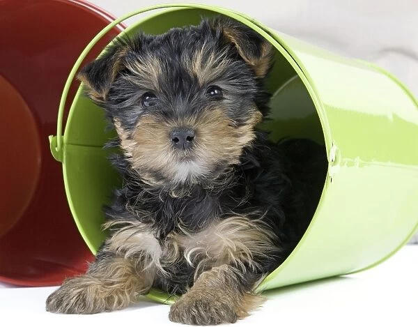 Dog - Yorkshire Terrier puppy - in flowerpot