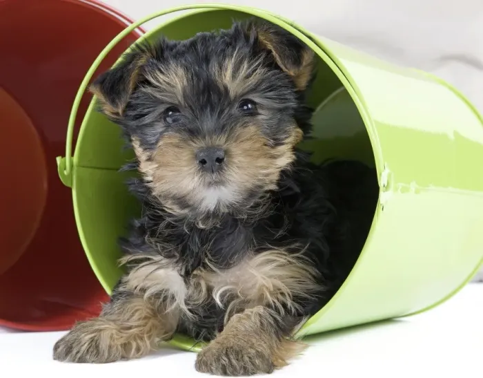 Framed Print : Dog - Yorkshire Terrier puppy - in flowerpot Framed Print : Dog - Yorkshire Terrier puppy - in flowerpot