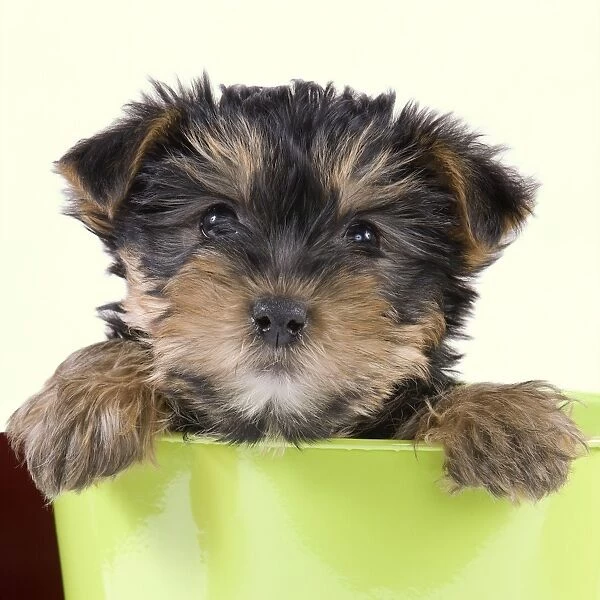 Dog - Yorkshire Terrier puppy - in flowerpot Manipulation: Background Colour changed from white