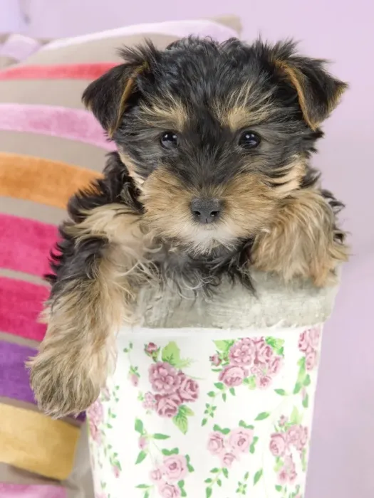 Framed Print : Dog - Yorkshire Terrier puppy - in flowerpot Manipulation: Background Colour changed from white Framed Print : Dog - Yorkshire Terrier puppy - in flowerpot Manipulation: Background Colour changed from white