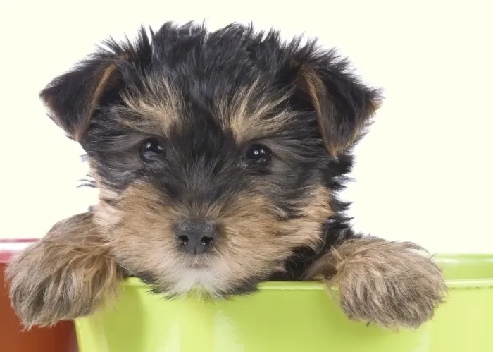Framed Print : Dog - Yorkshire Terrier puppy - in flowerpot Manipulation: Background Colour changed from white Framed Print : Dog - Yorkshire Terrier puppy - in flowerpot Manipulation: Background Colour changed from white