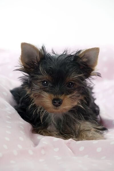 DOG - Yorkshire terrier puppy laying down