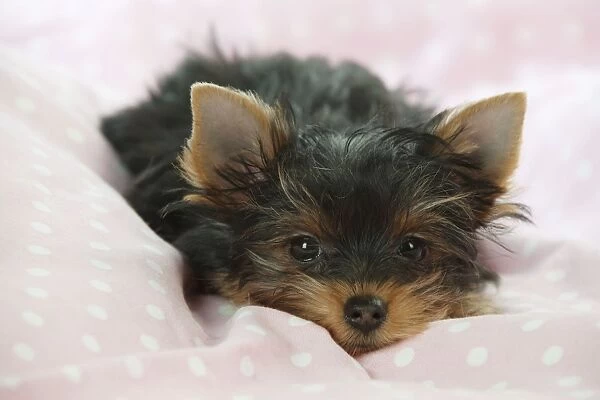 DOG - Yorkshire terrier puppy laying down