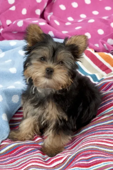 Framed Print : DOG - Yorkshire terrier puppy sitting on blankets Framed Print : DOG - Yorkshire terrier puppy sitting on blankets
