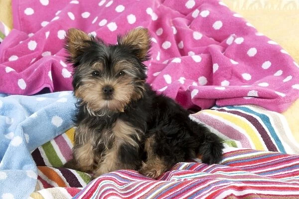 DOG - Yorkshire terrier puppy sitting on blankets Digital Manipulation: added blankets to top right