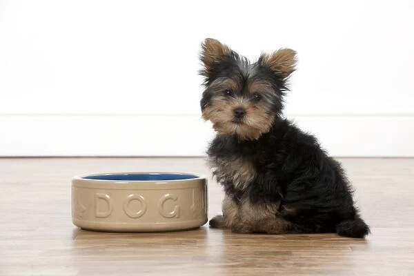 DOG - Yorkshire terrier puppy sitting with food bowl