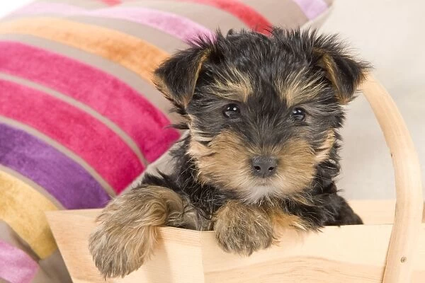 Dog - Yorkshire Terrier puppy - in wooden basket