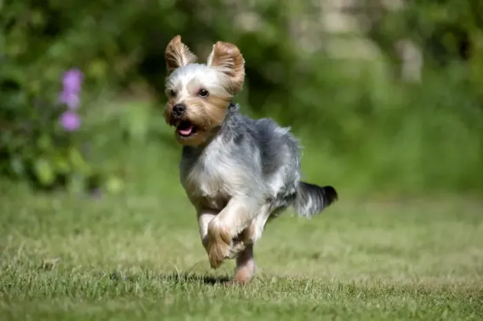 Framed Print : DOG - Yorkshire terrier running in garden Framed Print : DOG - Yorkshire terrier running in garden