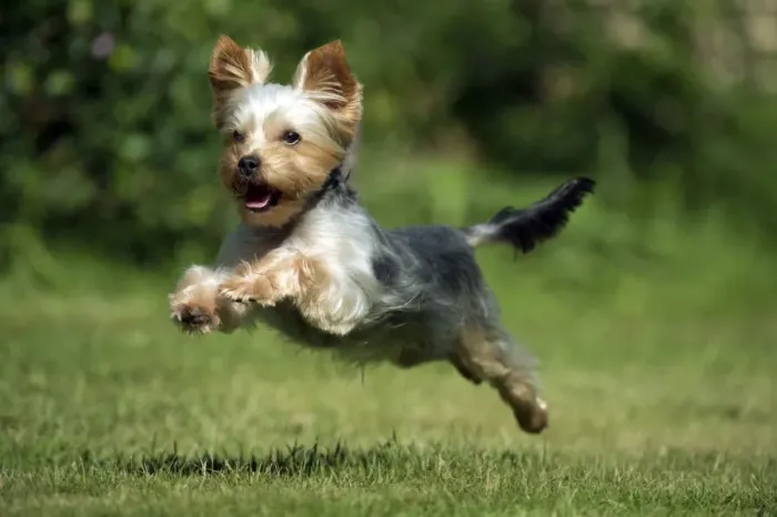 Framed Print : DOG - Yorkshire terrier running in garden Framed Print : DOG - Yorkshire terrier running in garden