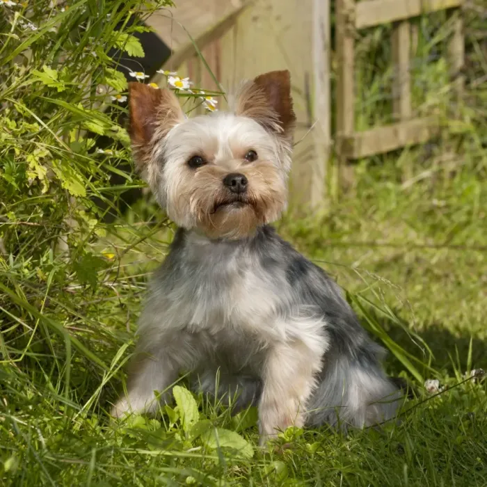 Framed Print : DOG - Yorkshire terrier sitting in garden Framed Print : DOG - Yorkshire terrier sitting in garden