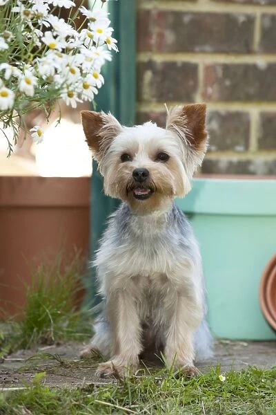 DOG - Yorkshire terrier sitting by plant pots