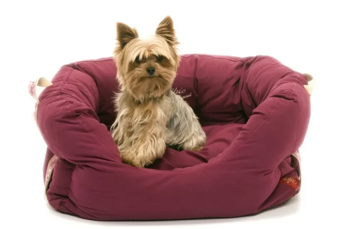 Framed Print : Dog - Yorkshire Terrier sitting down soft bed Framed Print : Dog - Yorkshire Terrier sitting down soft bed