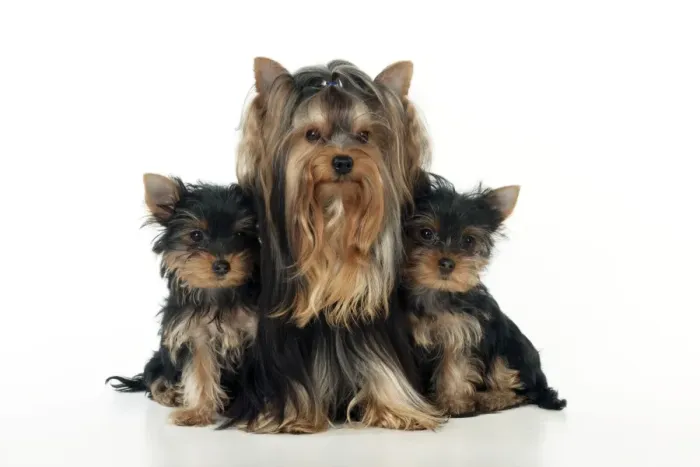 Framed Print : DOG - Yorkshire terrier sitting with two yorkshire terrier puppies Framed Print : DOG - Yorkshire terrier sitting with two yorkshire terrier puppies
