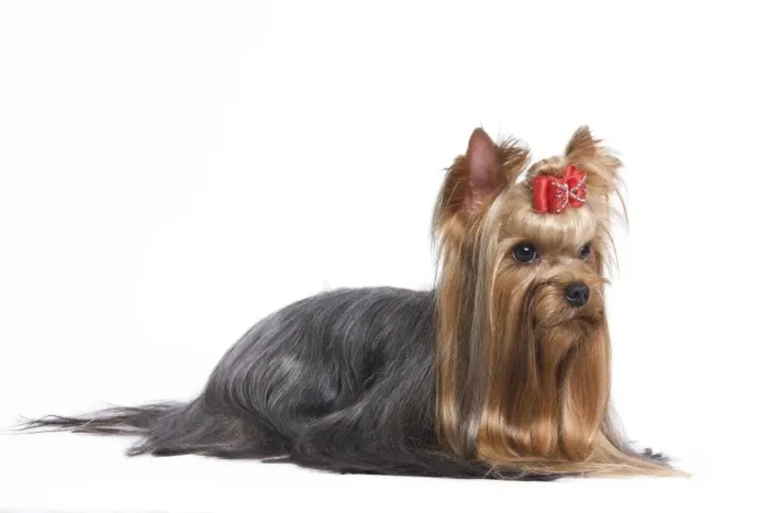 Framed Print : Dog - Yorkshire Terrier in studio Framed Print : Dog - Yorkshire Terrier in studio