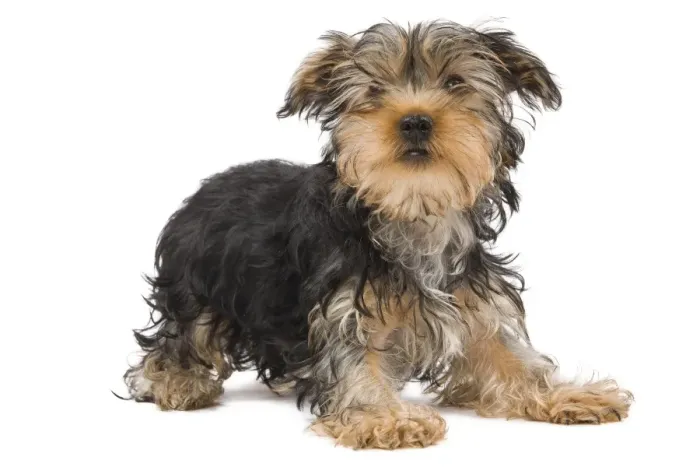 Framed Print : Dog - Yorkshire Terrier in studio Framed Print : Dog - Yorkshire Terrier in studio