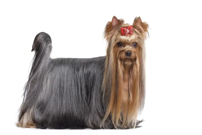 Framed Print : Dog - Yorkshire Terrier in studio Framed Print : Dog - Yorkshire Terrier in studio