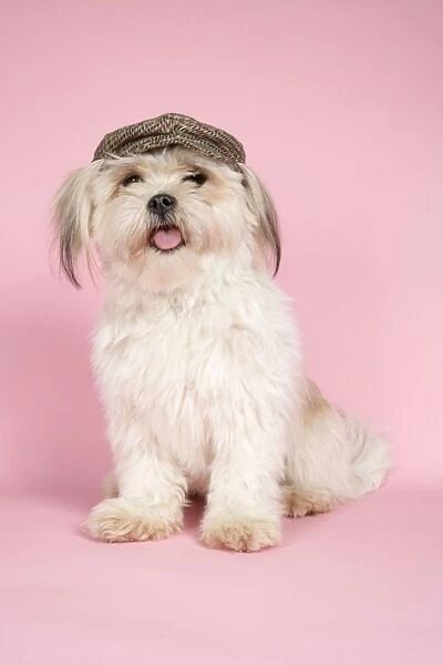 DOG. Yorkshire terrier wearing cat  /  hat