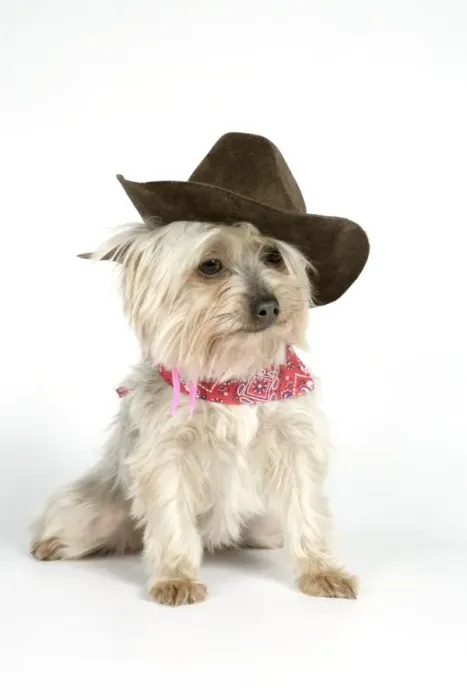 Framed Print : DOG. Yorkshire terrier wearing hat and scarf Framed Print : DOG. Yorkshire terrier wearing hat and scarf