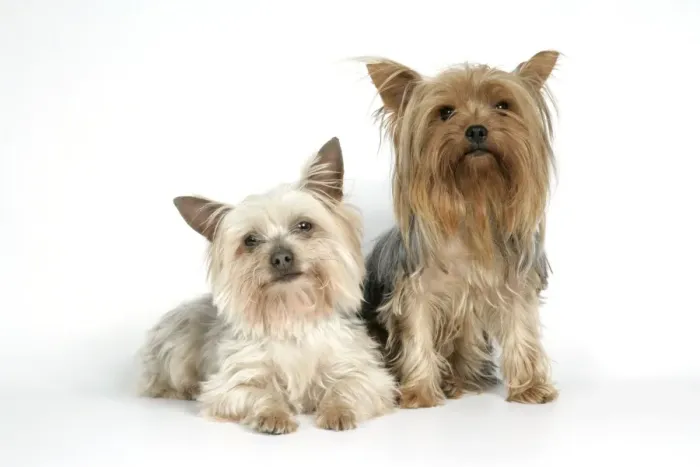 Framed Print : DOG. Yorkshire terriers Framed Print : DOG. Yorkshire terriers