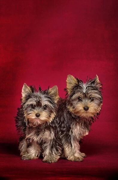 Dog - Yorkshire Terriers