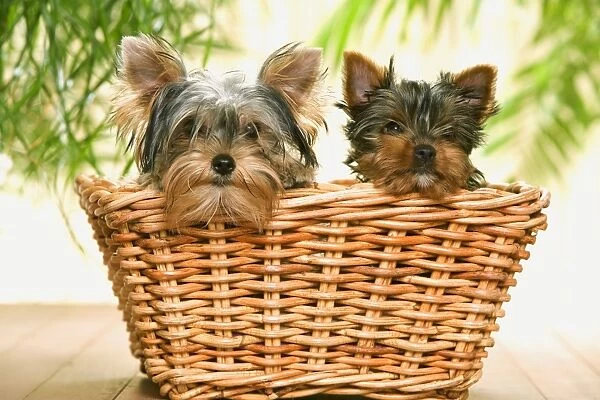 Dog - two Yorkshire Terriers in basket
