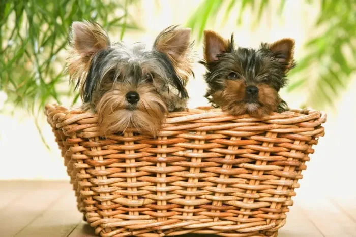 Framed Print : Dog - two Yorkshire Terriers in basket Framed Print : Dog - two Yorkshire Terriers in basket