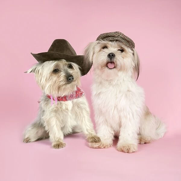DOG. Two Yorkshire terriers wearing hats and scarf Composite of JD-19326 and JD-19327