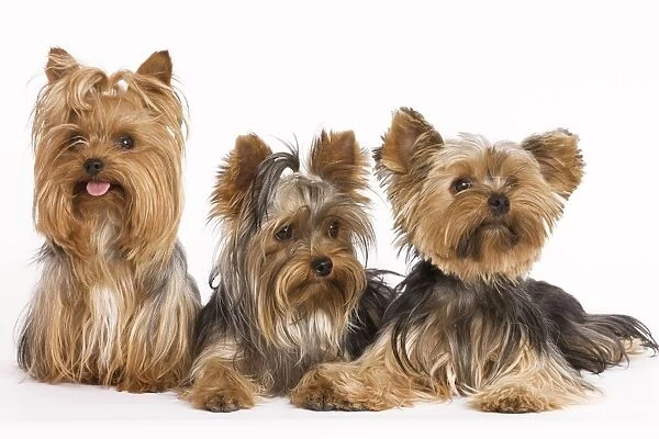 Dog - Yorshire Terrier - three in studio