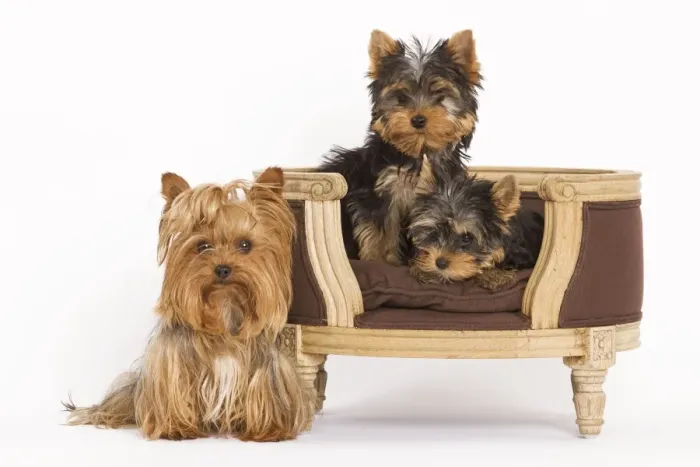 Framed Print : Dog - Yorshire Terrier - three in studio with chair Framed Print : Dog - Yorshire Terrier - three in studio with chair