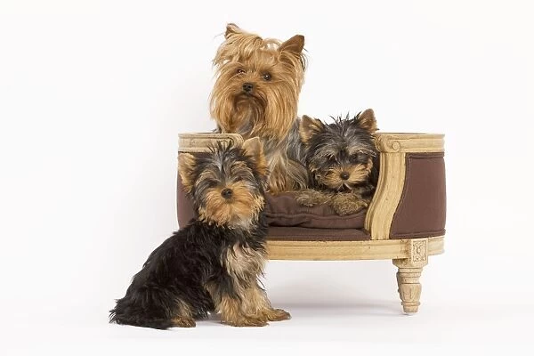 Dog - Yorshire Terrier - three in studio with chair