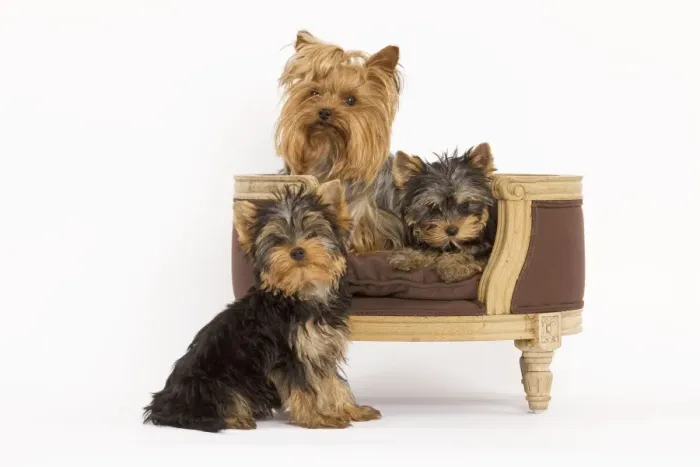 Framed Print : Dog - Yorshire Terrier - three in studio with chair Framed Print : Dog - Yorshire Terrier - three in studio with chair