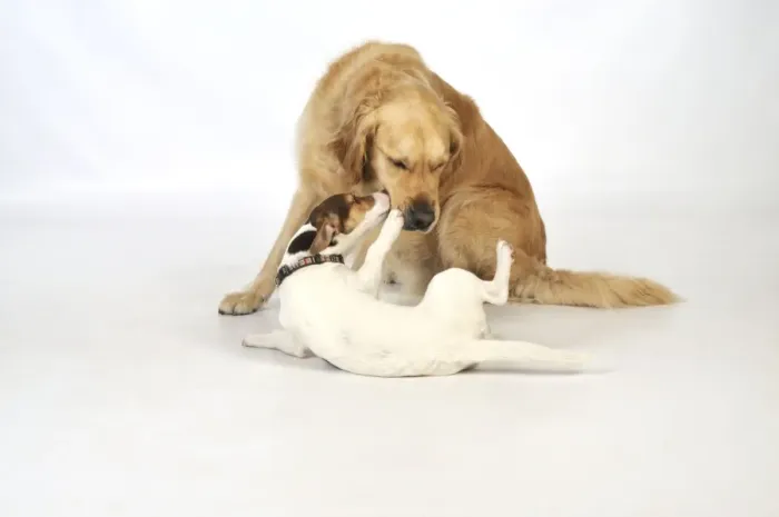 Framed Print : DOG. young dog being submissive to an older dog Framed Print : DOG. young dog being submissive to an older dog