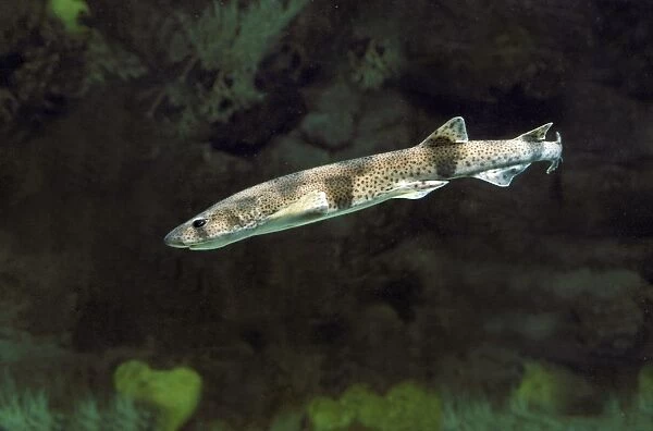 Dogfish. LA-2265. Lesser-spotted DOGFISH  /  Sandy DOGFISH  /  Rough hound