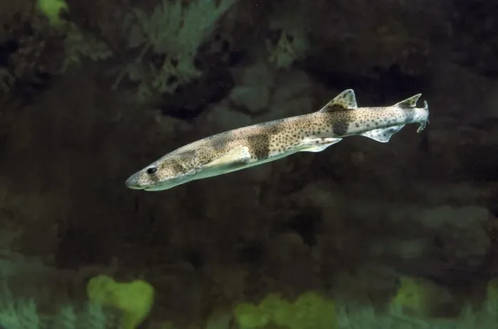 Framed Print : Dogfish. LA-2265. Lesser-spotted DOGFISH / Sandy DOGFISH / Rough hound Framed Print : Dogfish. LA-2265. Lesser-spotted DOGFISH / Sandy DOGFISH / Rough hound