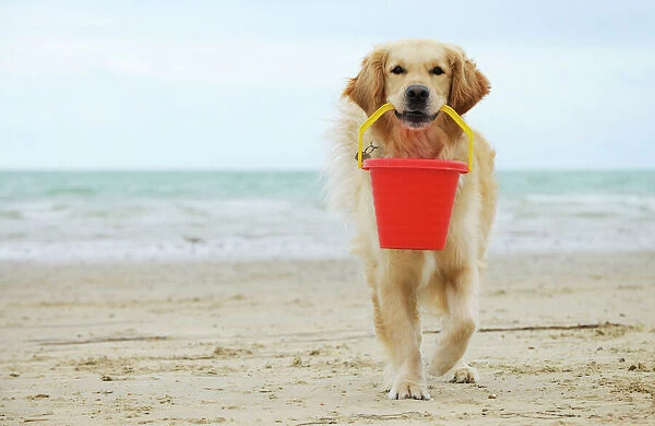 DOG.Golden retriever holding bucket