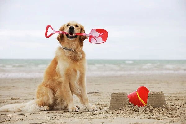 DOG.Golden retriever holding spade with sandcastles