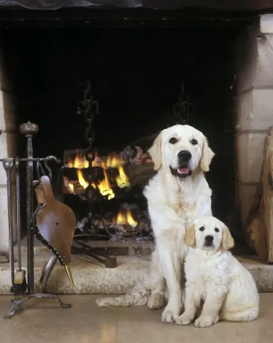 Framed Print : Dogl - Golden Retriever and puppy by open fire Framed Print : Dogl - Golden Retriever and puppy by open fire