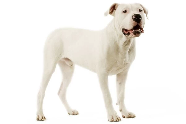 Dogo Argentino  /  Argentinian Mastiff - standing